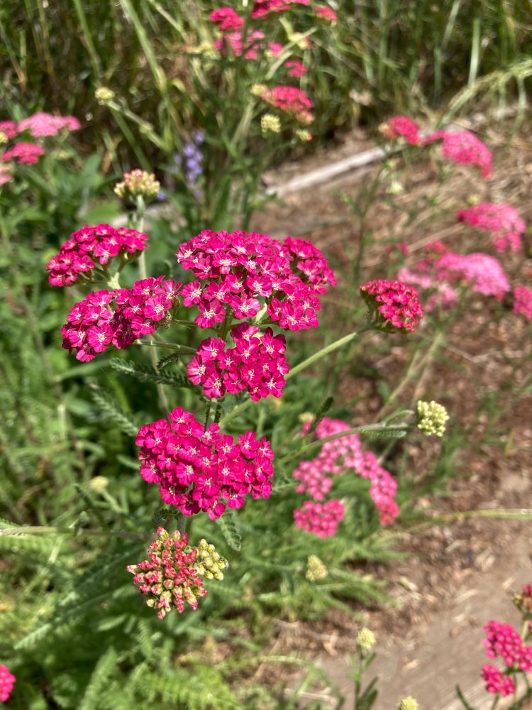 Closeup of bright pink yarrow.