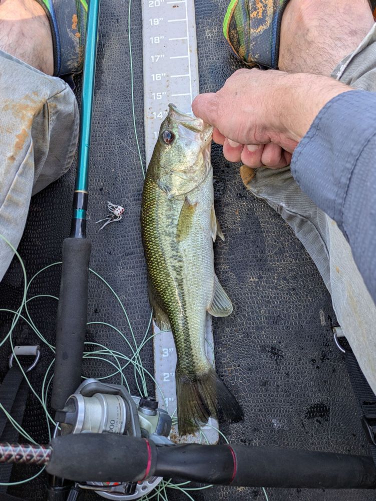 Only catch of the day, a fourteen inch large mouth bass. 