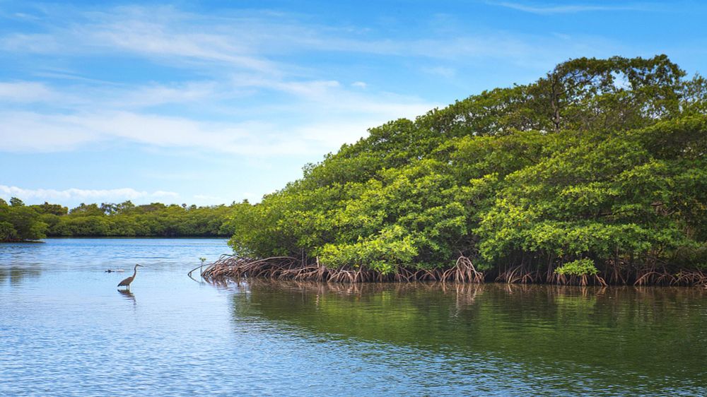 A mangrove forest in the middle of a body of water.