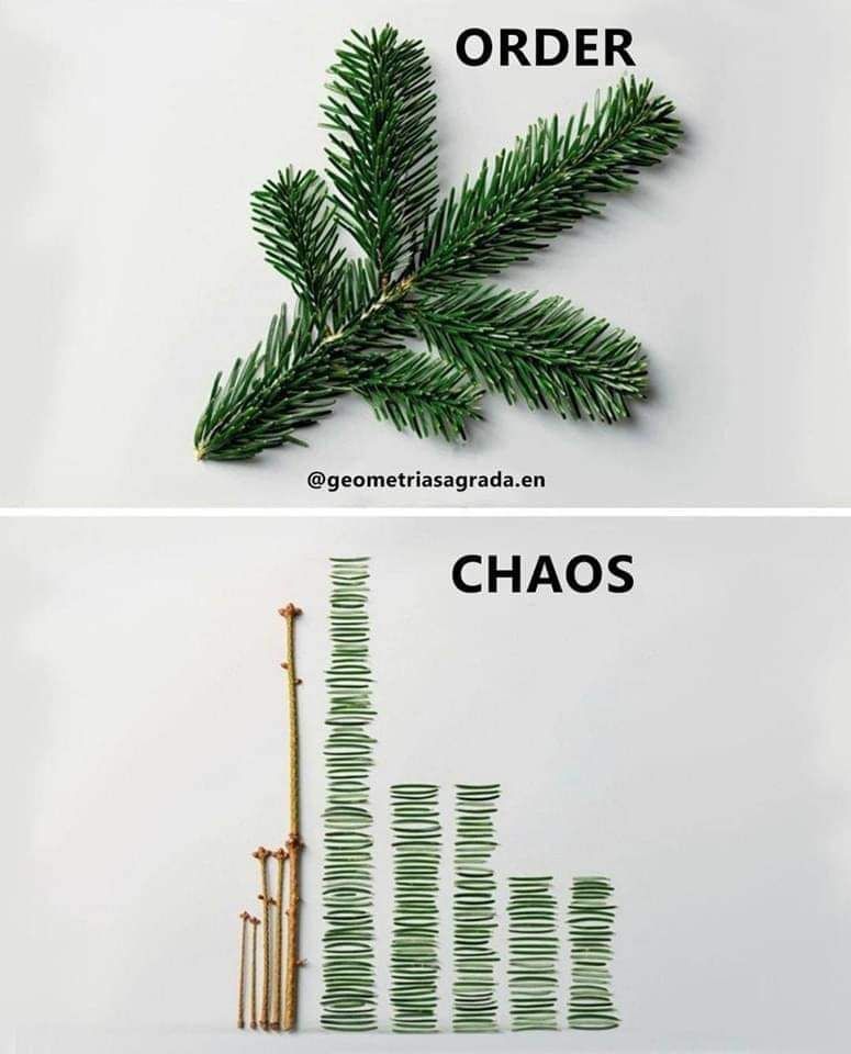 Top: the word order with a short fir tree branch on a white background.
Bottom: the word chaos with a decomposition of the fir tree branch: three twigs and all needs organized like a bar chart.