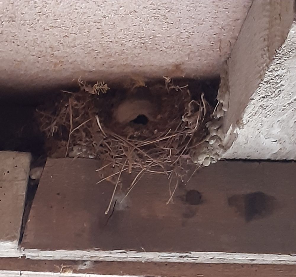 primary nest of asian hornet in a swallow nest
