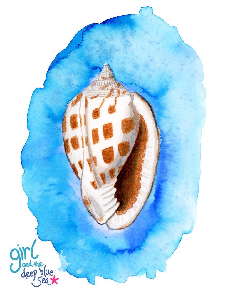 a watercolour illustration of a shell - checkerboard bonnet - which is white with brown patches, on a blue watercolour background