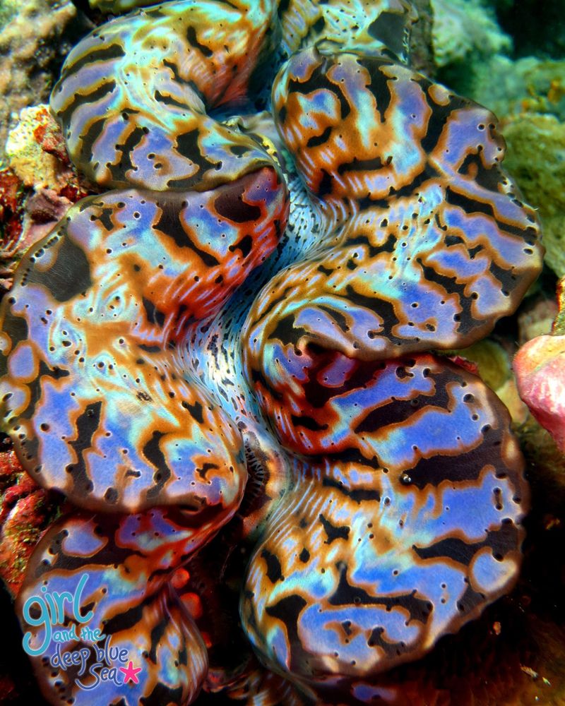 an underwater photograph of a large colourful giant clam mantel 