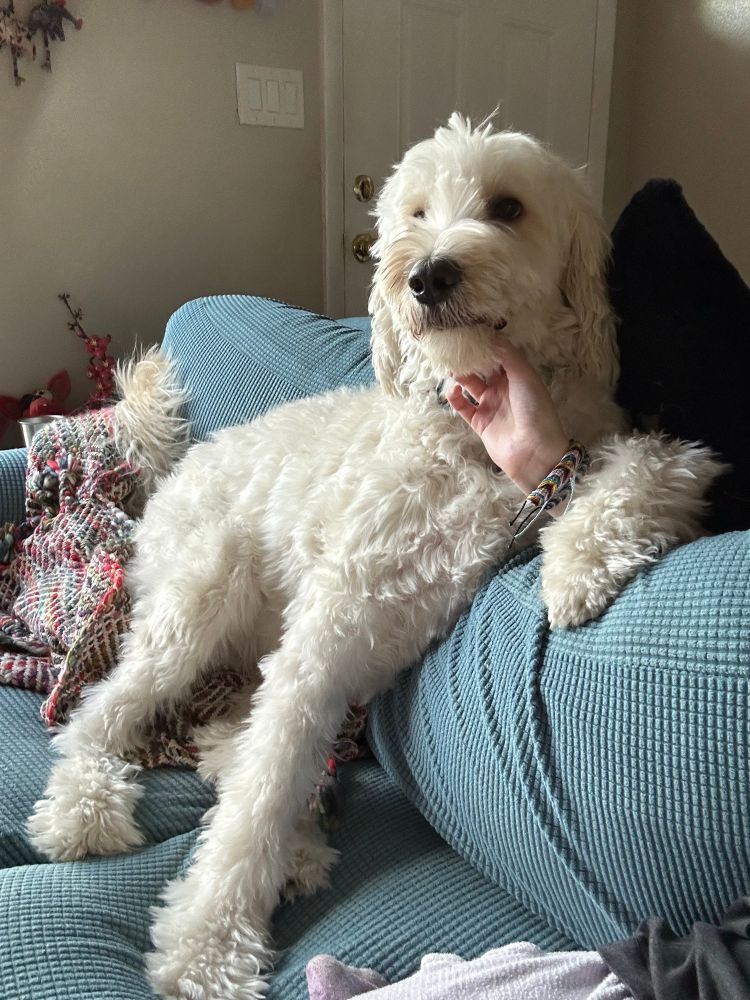 a big white fluffy dog resting his arm on the back of the couch while receiving chin scratches
