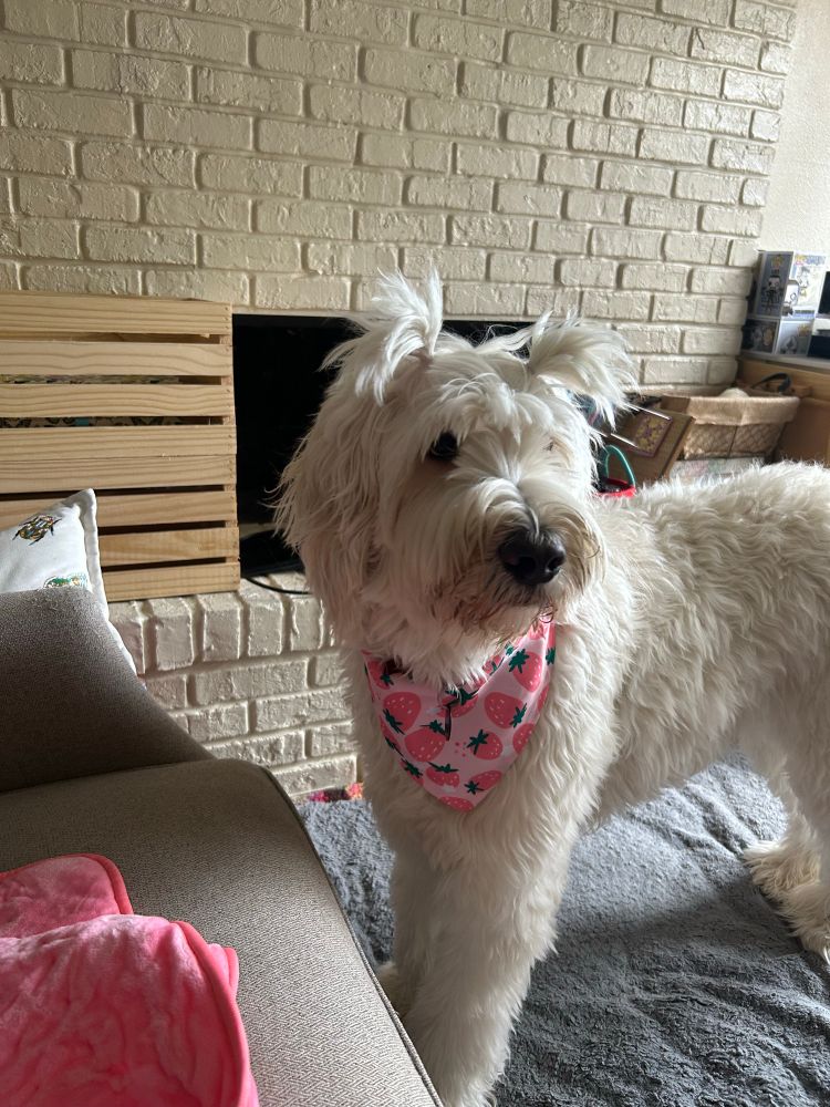 a big white fluffy dog wearing pigtails and a strawberry bandana