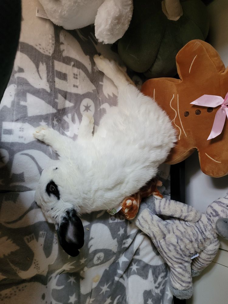 A white rabbit with black ears is laying on his side asleep. 