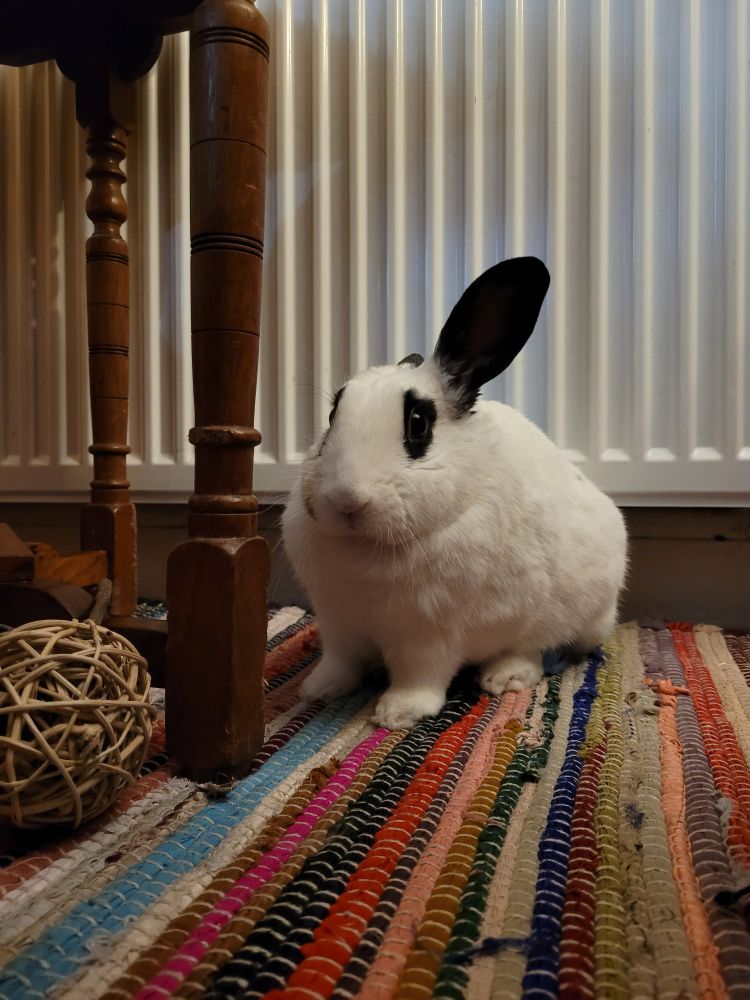 A mostly white rabbit with black markings around his eyes faces the camera. He has one black ear up while the other ear is back or down and barely visible. He is sat in front of a white radiator on a stripy rag rug of lots of different colours. A wicer ball is on the lefthand side in the foreground. 