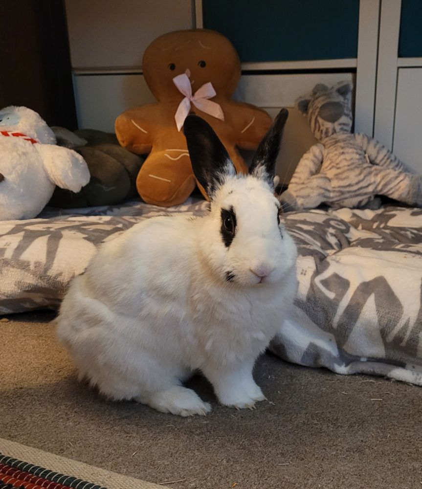 A white rabbit with black ears and black marking around his eyes looks into the camera.