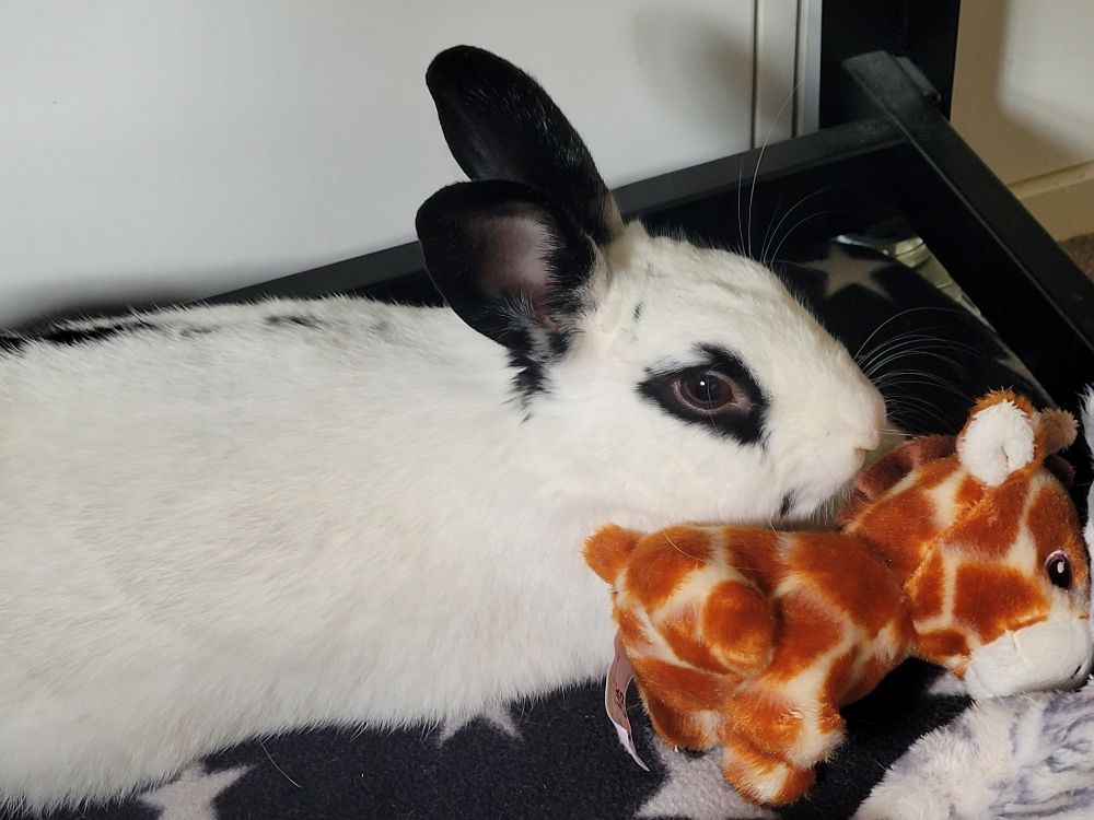 A white rabbit with black eyes is laying alongside a small toy giraffe.