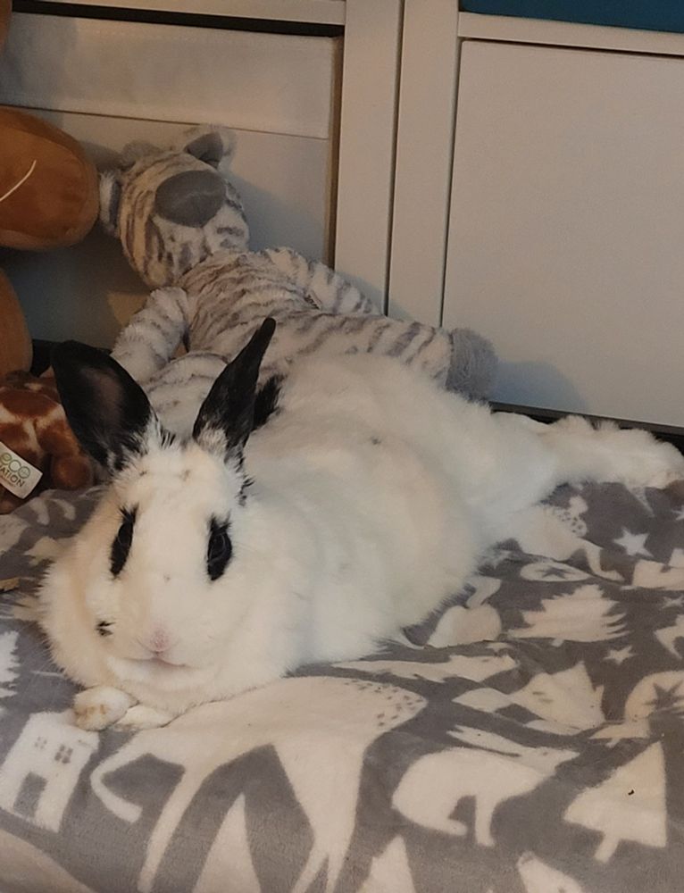 A white rabbit with black ears is laid on  cushion. 