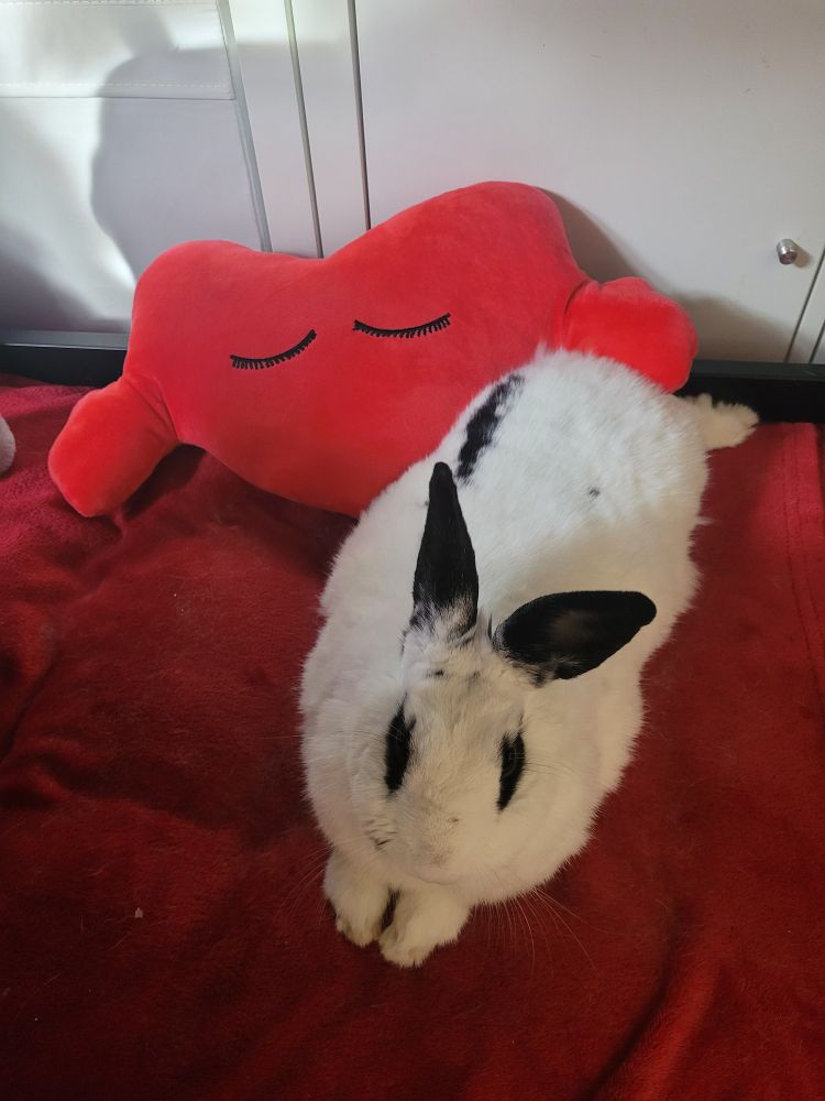 A white rabbit with black ears is sitting on a red blanket. A red heart shaped cushion with hands is behind him in the photo. 
