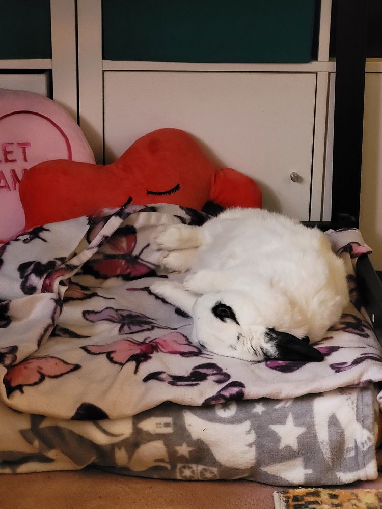 A white rabbit with black ears is lying on his side on top of a patterned pink blanket. Two cushions are in the background, one red, one pink. 