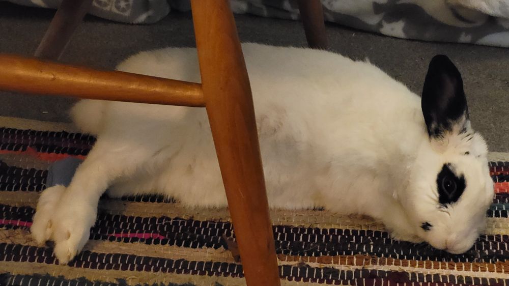 A white rabbit is stretched out on his side. A little blue wrap is just visible on one of his back feet. 