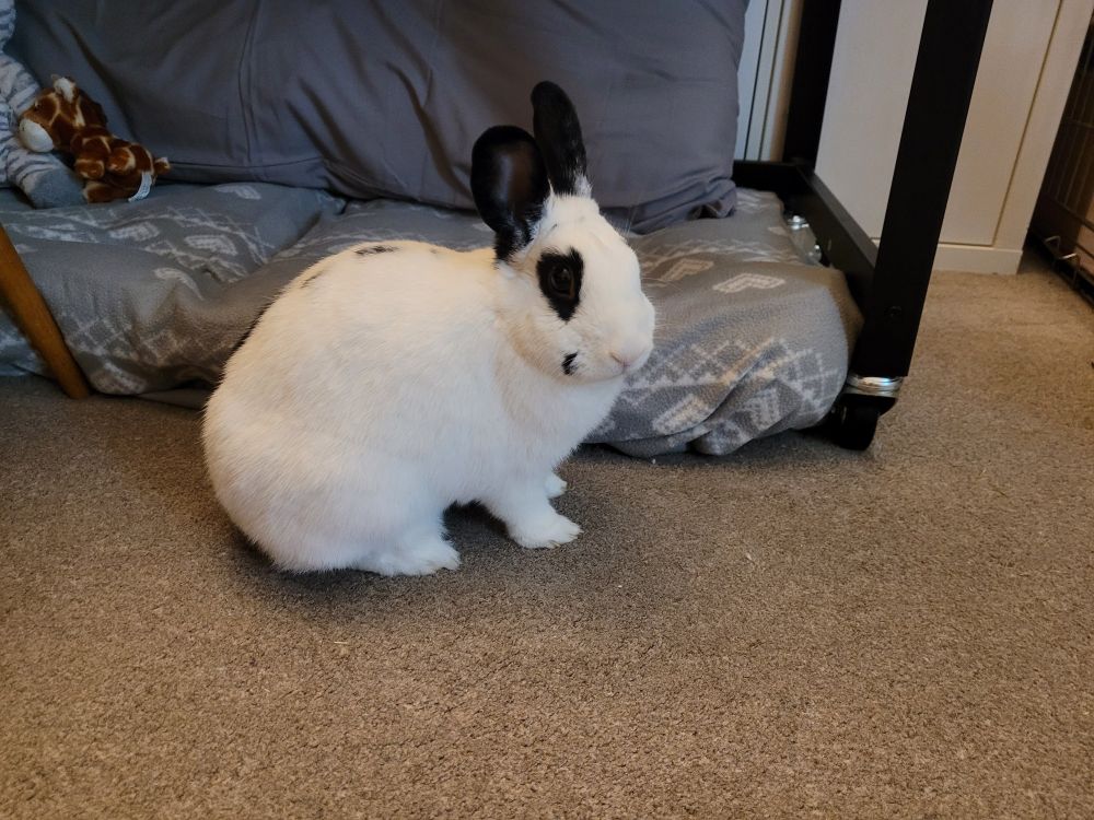 A white rabbit with black ears looks into the camera