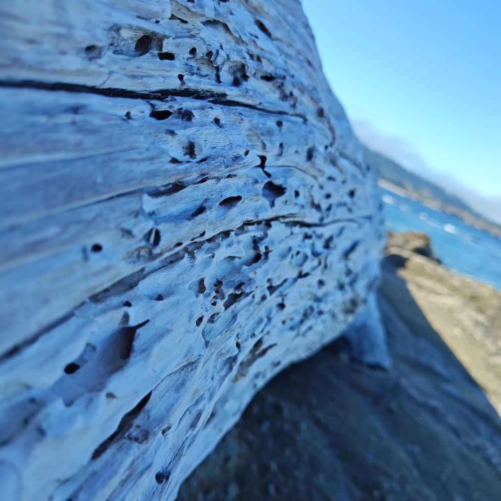 Side of driftwood log. Beaten Battered Beautiful 