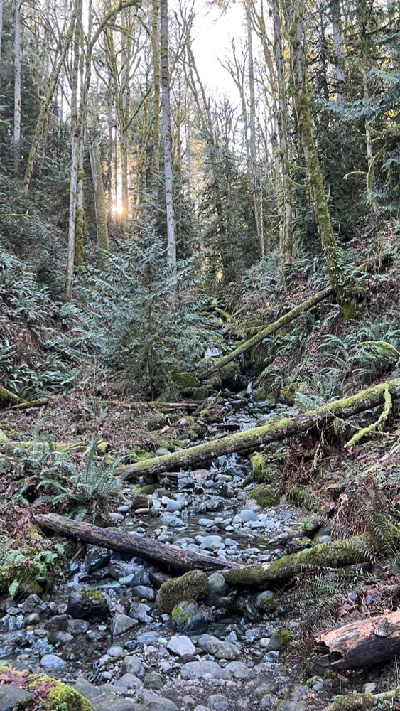 Looking up hill along a rocky creek bed, with fallen trees across the creek and evergreen trees in the background. The sun is behind the trees and glowing in the background.
