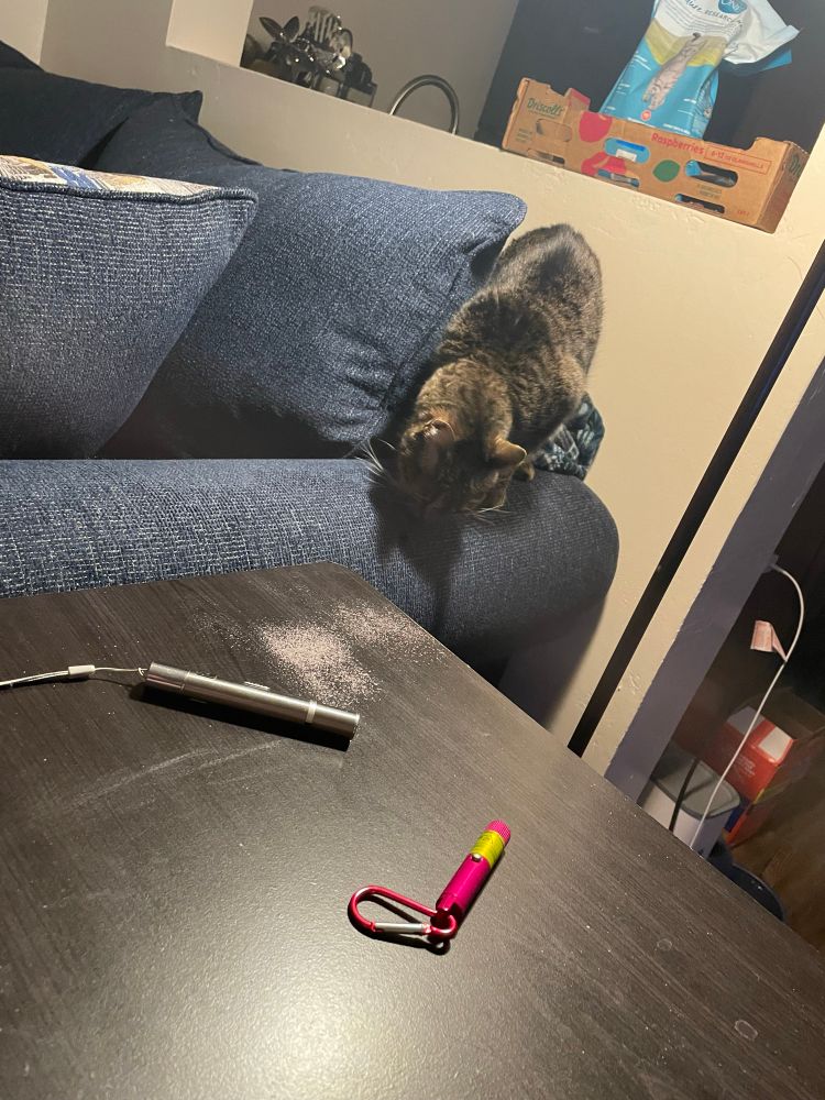 An adorable kitty eagerly explores a brand new sofa. 