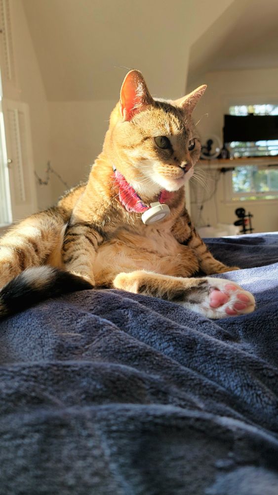 Tabby cat named Cappy sitting on top of a dark blue blanket illuminated by late-afternoon sunlight looking pensively out of frame after cleaning her soft, round cotton-belly.