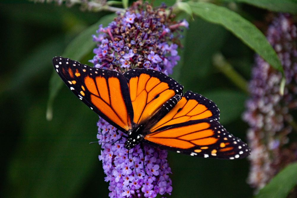 Monarch butterfly with wings spread