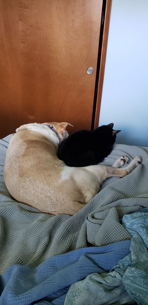 Radar the small black cat snuggled up with Jack the yellow/white pittie mix.
