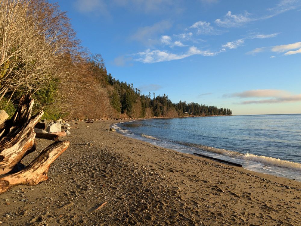 A beach along the bay with some driftwood and rocks.  Blue sky with a few small white clouds.