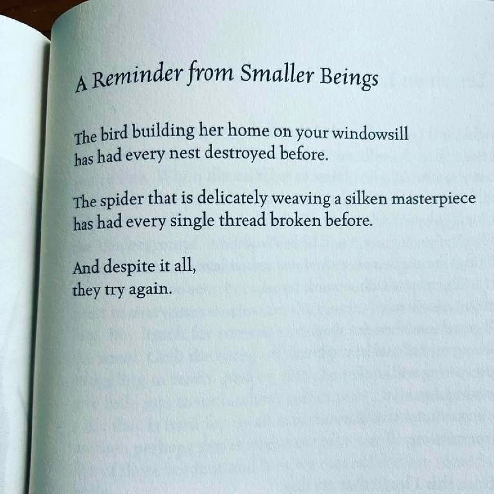 A Reminder from Smaller Beings. Bird building her home on your windowsill has has had every nest destroyed before. Spider that is delicately weaving a silken masterpiece has had every thread broken before. And despite it all, they start again.