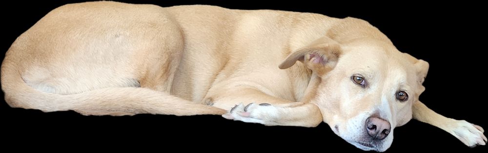 Picture of a yellow, honey colored dog against a blank background