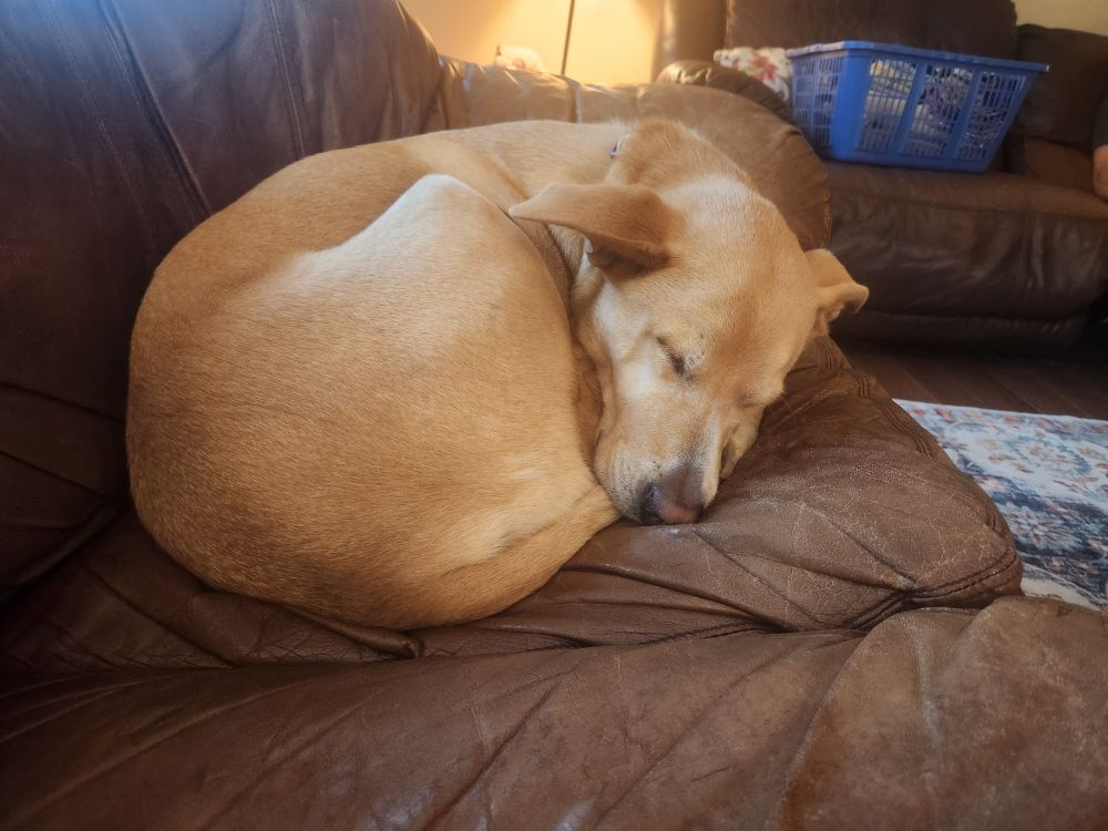 Picture of a honey colored dog named Honey curled up on the couch