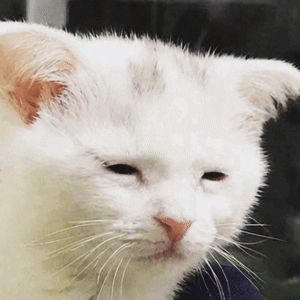 a close up of a white cat 's face looking at the camera