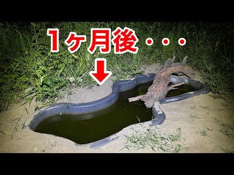 庭に３ｍのビオトープを作って一ヶ月、生き物達に大きな変化が現れました・・・！