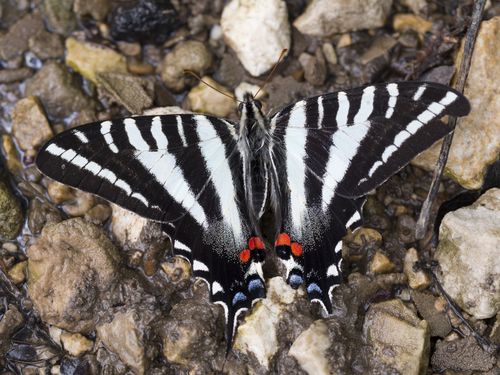 The image shows a striking black-and-white butterfly resting on damp gravel and small stones. Its wings are mostly black with bold white stripes running lengthwise, resembling a zebra pattern. Near the bottom of its hindwings, there are two small, vivid red-orange spots bordered by blue, adding a bright splash of color. The butterfly’s body is slender and grayish, thin tails extend from the lower corners of its hindwings.