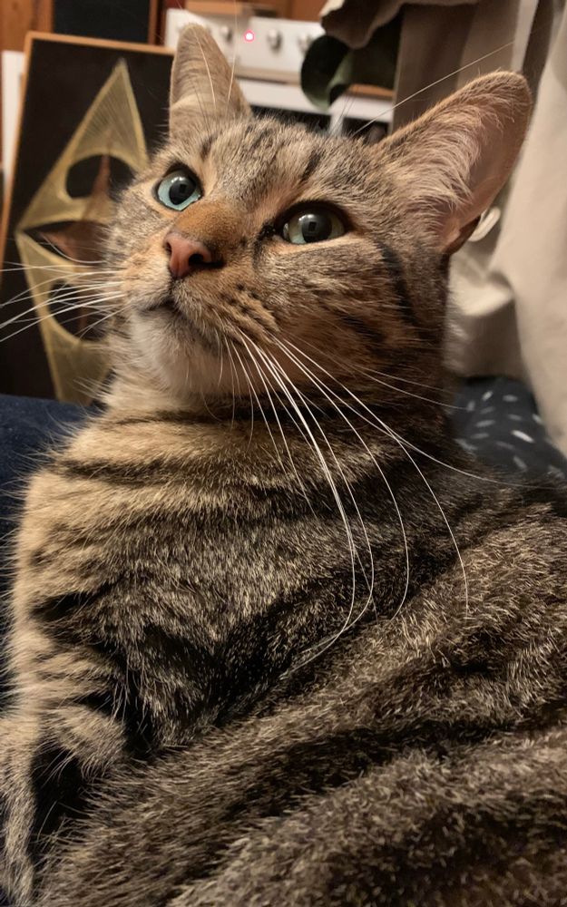 Spike, a mackerel tabby cat, poses contemplatively. 