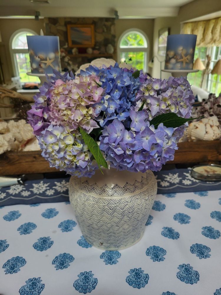 Blue and pink hydrangea