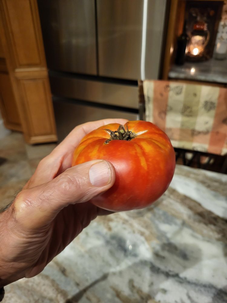 A slicer, red brandywine tomato
