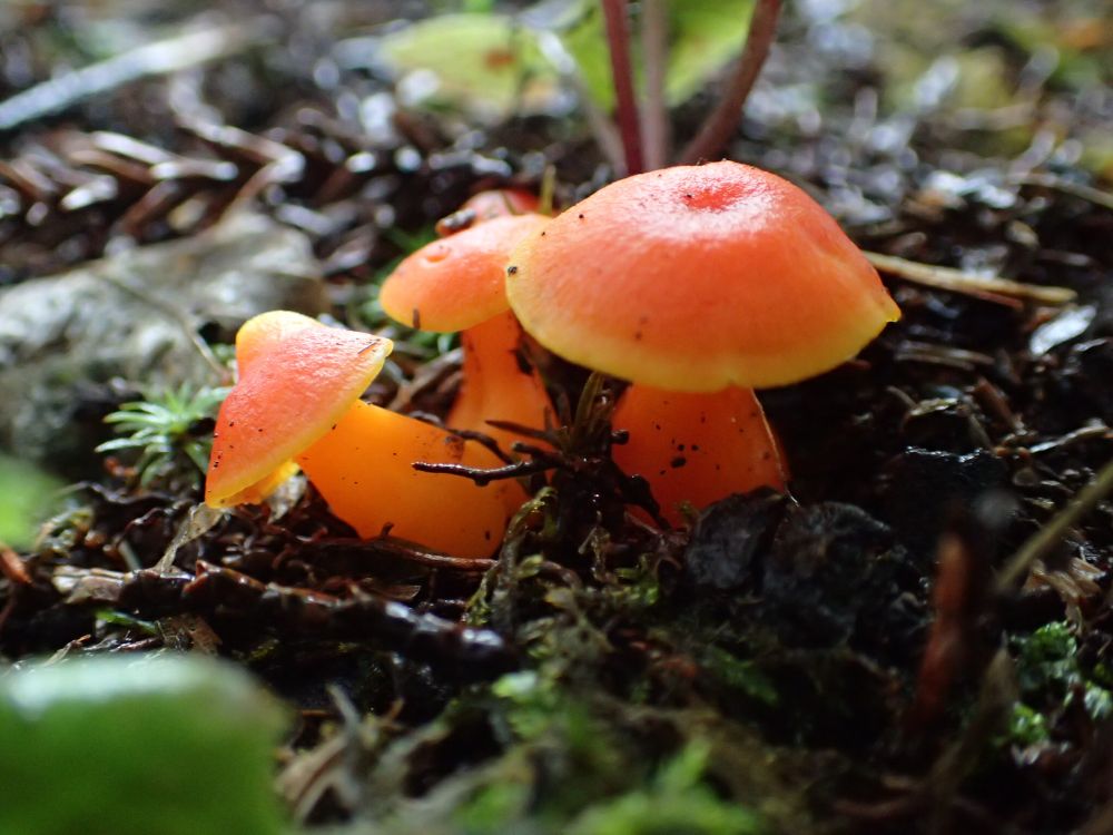 ヌメリガサ科のなにか