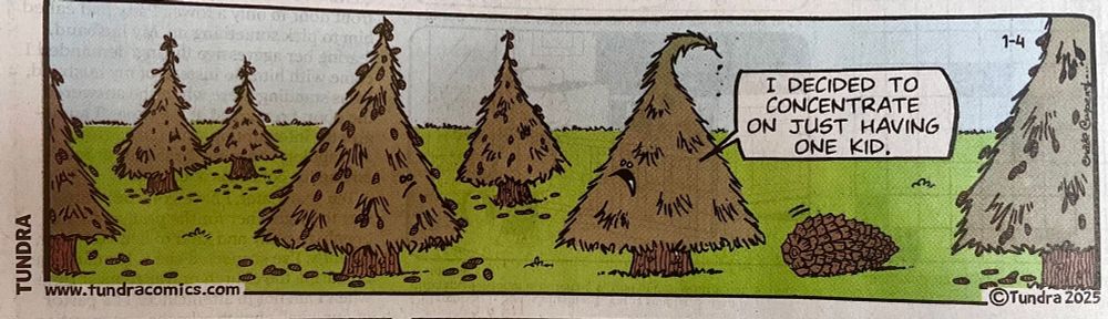 A cartoon from Tundra about a fir tree only producing one cone