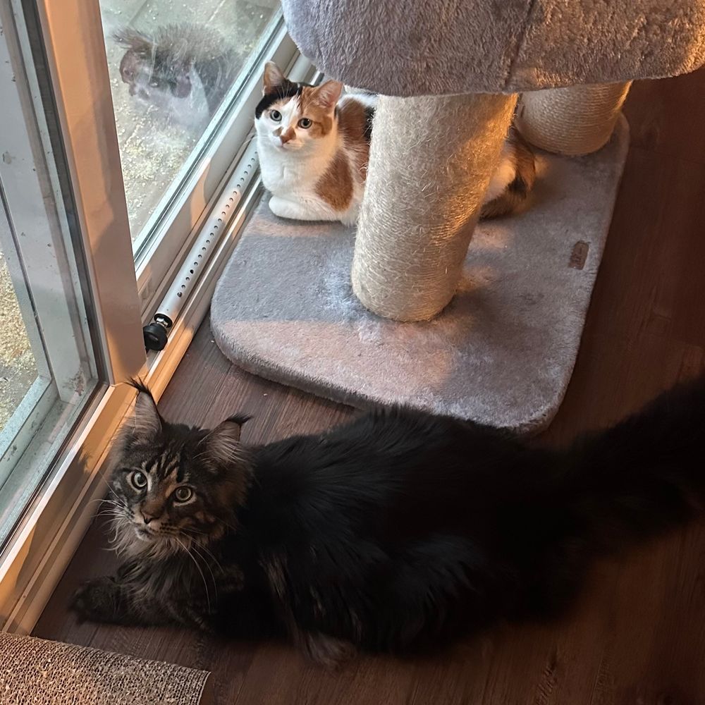 Two cats sitting by the back door, looking at the camera.
