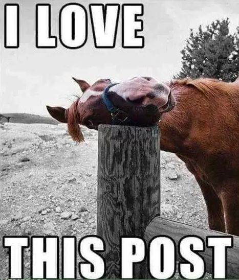 A brown horse resting its head on a fence post