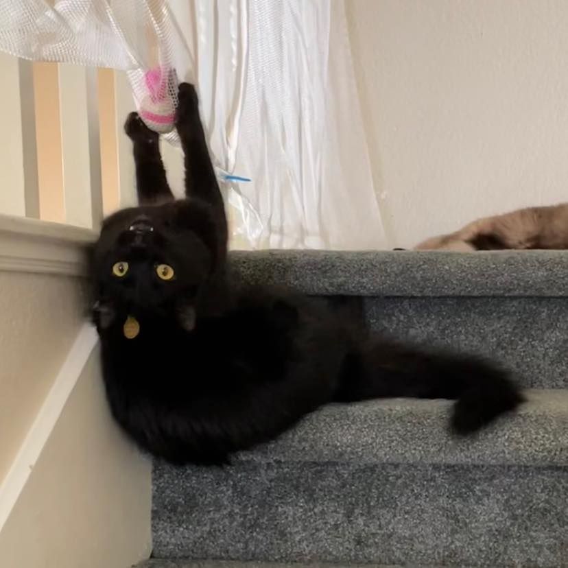My fur nephew(a cat) hanging upside down from the stairs grabbing a toy that is caught in netting.