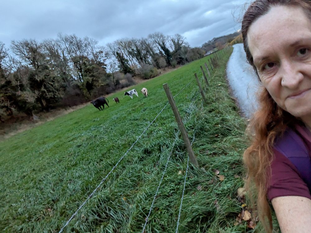 Lady in running gear with three calves and a cow in the background.