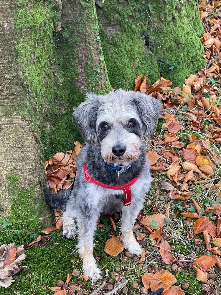 A schnoodle - half schnauzer, half poodle, sitting under a large tree on brown leaves 