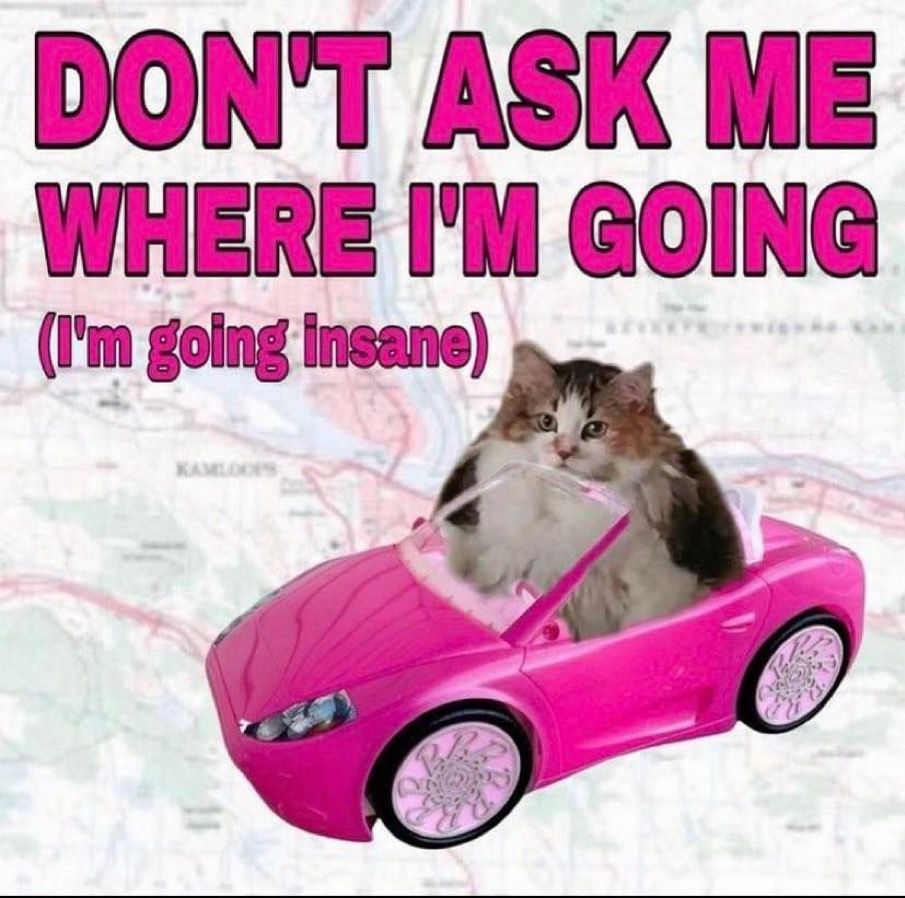 Don’t ask me where I’m going (I’m going insane) with cat in Barbie car