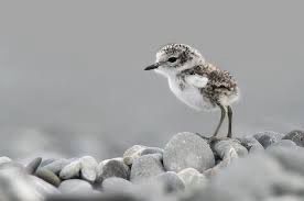 A baby (sand)Piper