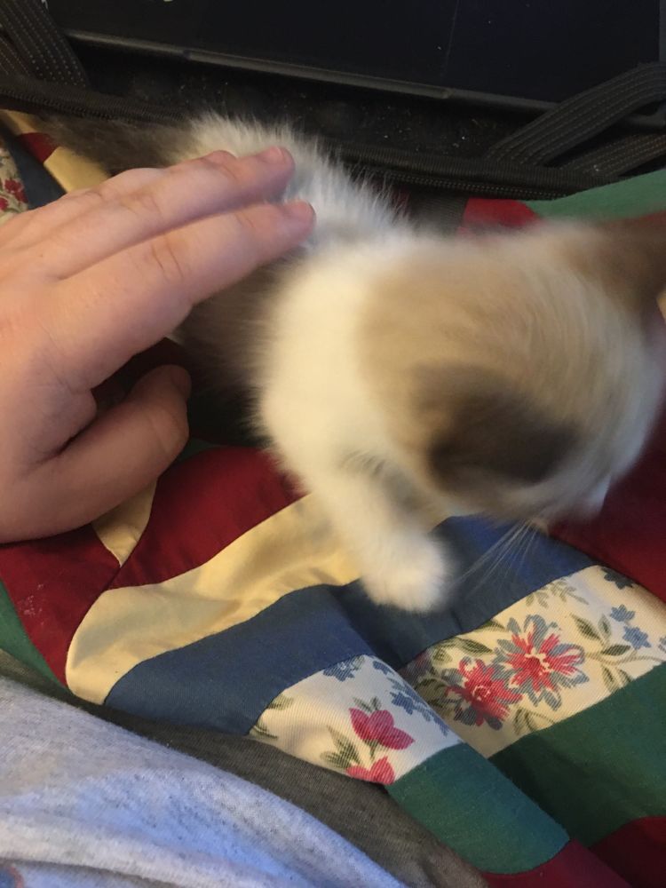 A kitty cat in front of a computer being pet.