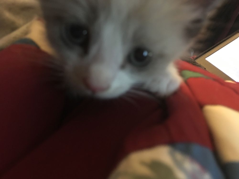 A kitty cat with big soulful eyes looking at the camera on a comforter.