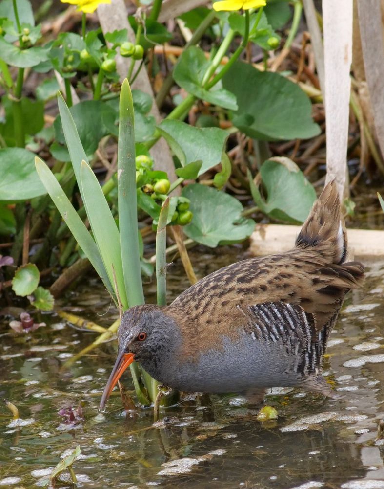 Water Rail
