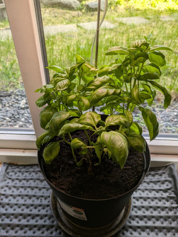 Goose sitting in her window, looking bushier than before. Some stems have gotten pretty clustery