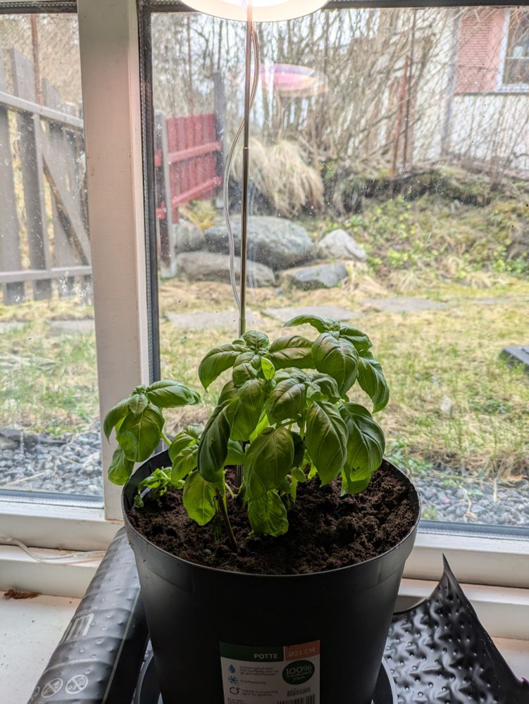 Basil plant in a bigger pot with a heating pad and lamp on a windowsill