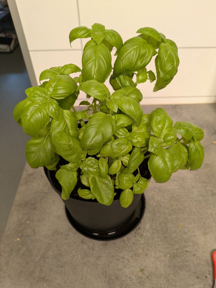 Basil plant in black pot on the counter in my kitchen, water in the dish. From a higher angle! Day 10