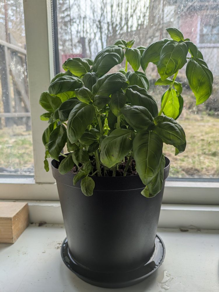 Basil plant in black pot on the windowsill, looking out, water in the dish. Darker today, maybe just exposure I don't know. Day 9